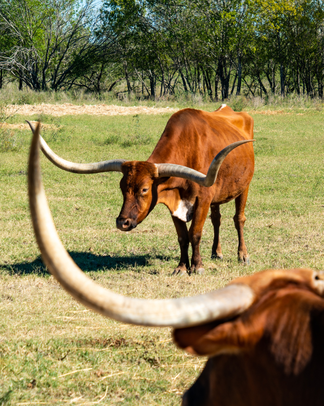 Farm and Ranchland